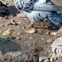 پلاکی نر دماغی