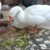 غاز فروشی|حیوانات مزرعه|زابل, |دیوار