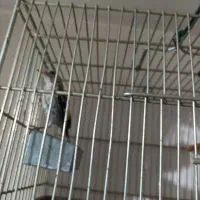 جوجه سهره|پرنده|تهران, کن|دیوار