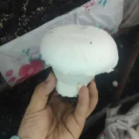تجهیزات پرورش قارچ