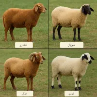 *فقط 3روز* فروش گوسفند تعاونی/نصفگوشت*خونی زنده|حیوانات مزرعه|مشهد, سپاد|دیوار