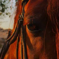 سواری کردن اسب