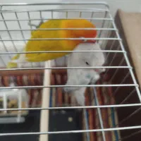 یک جفت طوطی برزیلی مولد|پرنده|الیگودرز, |دیوار