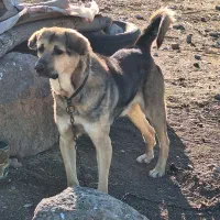 سگ عراقی|سگ|مشگین شهر, |دیوار