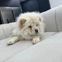 چاو چاو|سگ|فولادشهر, C6|دیوار