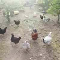 مرغ وخروس|حیوانات مزرعه|گتوند, |دیوار