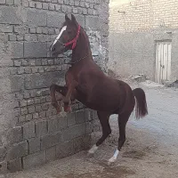 اسب|اسب و تجهیزات اسب‌سواری|اصفهان, رهنان|دیوار