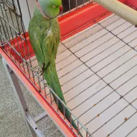 طوطی ملنگو نر|پرنده|شریف‌آباد, |دیوار