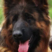 سگ ماده (۲.۵)سالع فوریی ق.یمت استثنایی