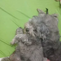 سگ فروشی|سگ|زرندیه, |دیوار