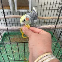 عروس جفت با تخفیف