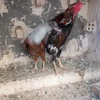 مرغ و خروس جوجه خرگوش لاری|حیوانات مزرعه|مشهد, انقلاب|دیوار