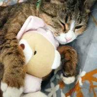 گربه ماده اماده جفت گیری