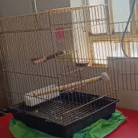 قفس مناسب تمام پرنده ها|لوازم جانبی حیوانات|ایلام, |دیوار