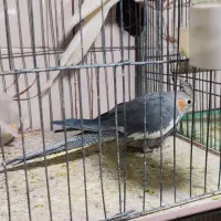 عروس هلندی جفت|پرنده|مرودشت, ابوذر شمالی|دیوار