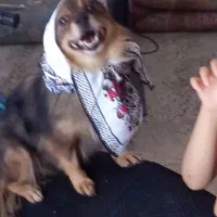 سگ نژادروباهی