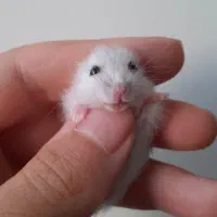 همستر کمپل|موش و خرگوش|اصفهان, خواجو|دیوار