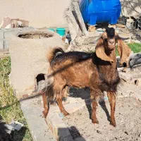 فروش بز مری نر|حیوانات مزرعه|سیب و سوران, |دیوار