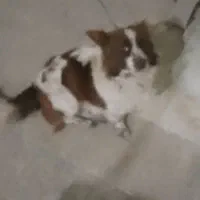 پاکوتاه