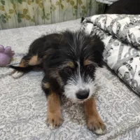 واگذاری توله شیتزو و اشپیتز|سگ|تهران, خرمشهر|دیوار