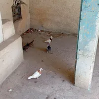 کبوتر تزیینی|پرنده|بندرعباس, |دیوار