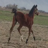 کره نریون دره شور