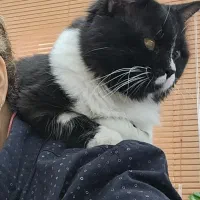 گربه بالغ|گربه|تهران, شهرک صدرا|دیوار