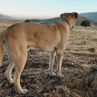 واگذاری سگ پژدر دهن پاک کشیده بگیر و با وفا|سگ|گیلان غرب, |دیوار