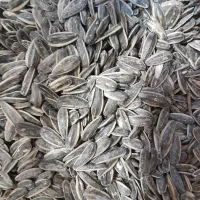 تخمه آفتابگردان تازه خارجی و ایرانی