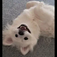 سگ پامر ماده