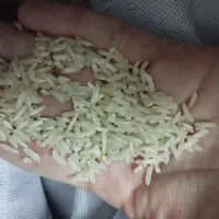 برنج طارم