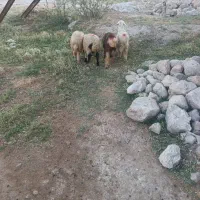 بره