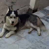 سگ هاسکی
