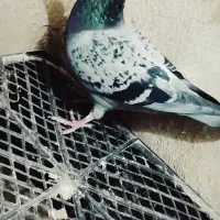 کفتر لایی سنگی|حراج|سراوان, |دیوار