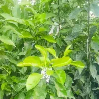 نارنج گلدون زده آماده 10 هزار تومان