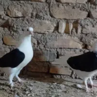 جوجه دوکت مشکلی