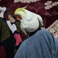 یک عدد عروس هلندی