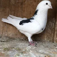یدونه کفتر نر کفتر بازی