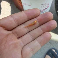 کت پوزه بوته ای یک بند