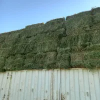 فروش یونجه