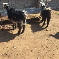 بز داشتی جوان