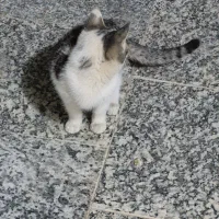 واگذاری رایگان تعدادی گربه|گربه|خمینیشهر, |دیوار