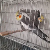 عروس هلندی نر