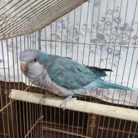 طوطی راهب آبی