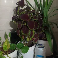 گل طبیعی|گل و گیاه طبیعی|پلدختر, |دیوار