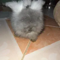 خرگوش