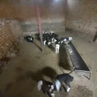 ۱۲ راس میش.بره دار