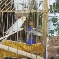 عروس فول دستی