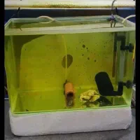 اکواریوم ماهی کامل فیلتر سطلی بخاری پمپ هوا تصویه|ماهی|تهران, شهرک استقلال|دیوار