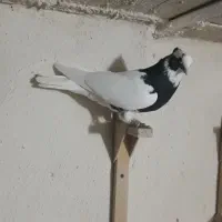 کبوتر  طوقی    زرقان|پرنده|شیراز, رکنآباد|دیوار